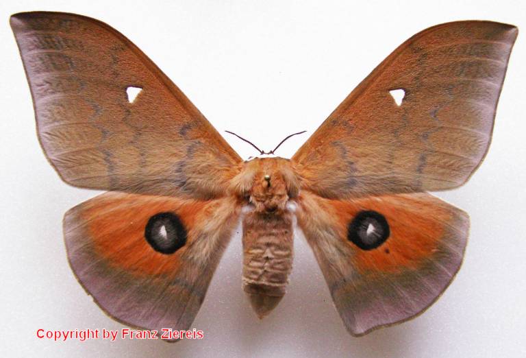 SATURNIIDAE World Homepage für den Saturniidenfreund